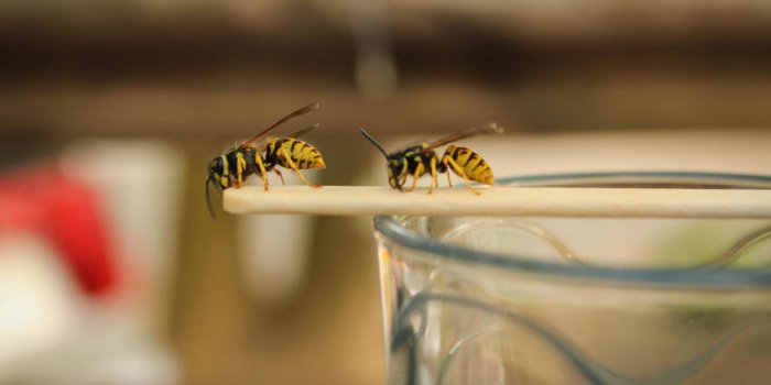 7 insectes qui peuvent gâcher votre été