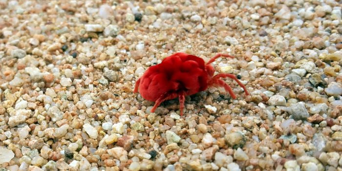 7 insectes qui peuvent gâcher votre été