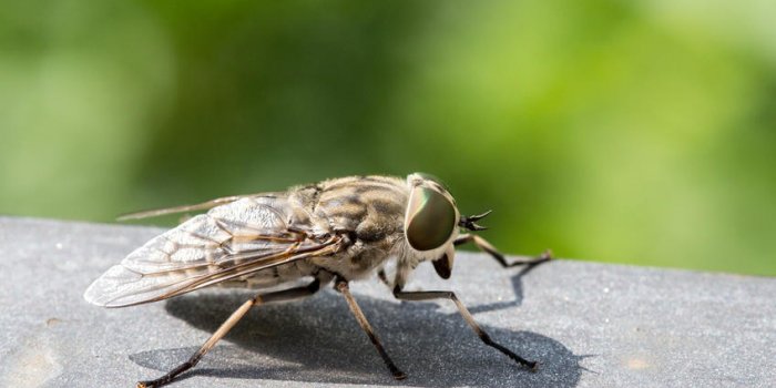 7 insectes qui peuvent gâcher votre été