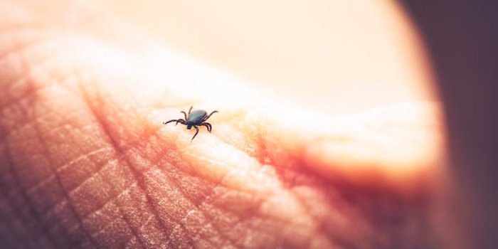 7 insectes qui peuvent gâcher votre été