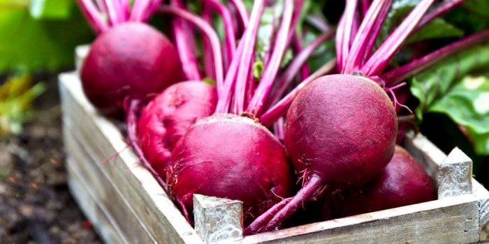 fresh beetroots in wooden tray beet with leaves