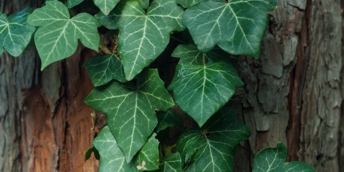 Toux : 10 plantes qui la soulagent efficacement 