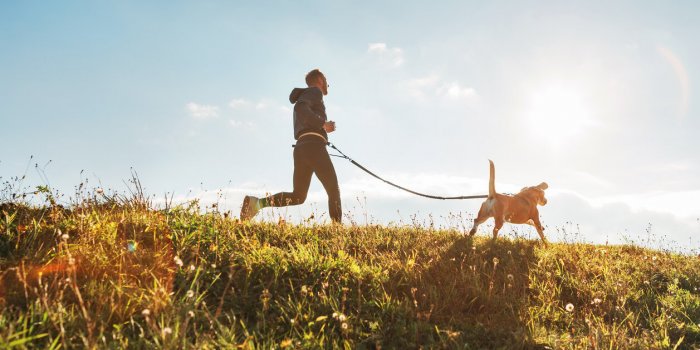 canicross exercises man runs with his beagle dog at sunny morning