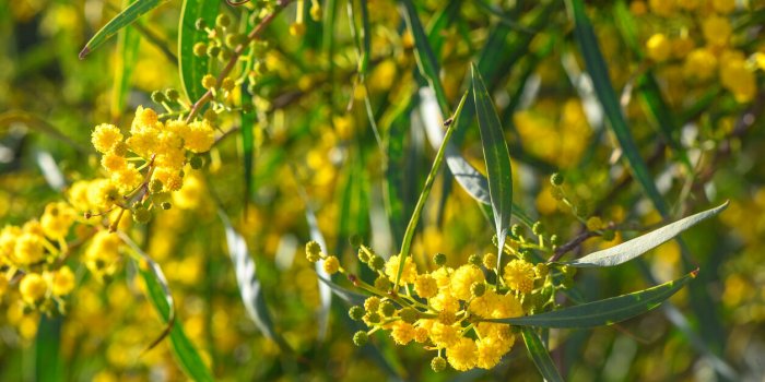 L'odorat a un effet considÃ©rable sur nos Ã©motions