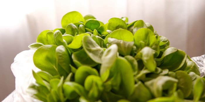 Cette salade est la seule Ã  contenir des omÃ©ga 3 !Â 