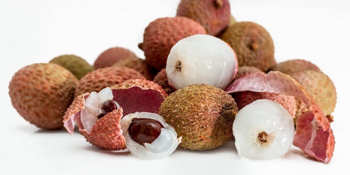 15 aliments à ne jamais donner à votre chien