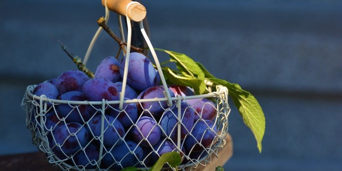 15 aliments à ne jamais donner à votre chien