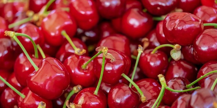 15 aliments à ne jamais donner à votre chien