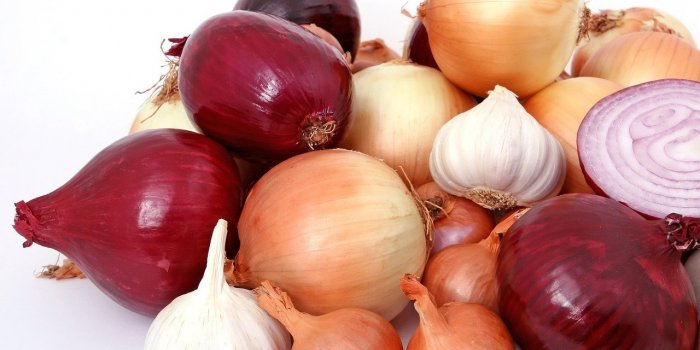 15 aliments à ne jamais donner à votre chien