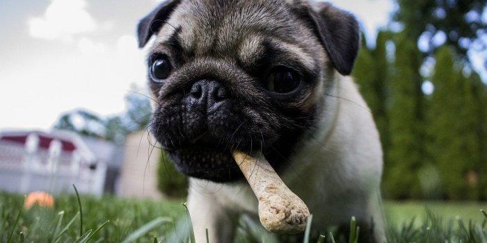 15 aliments à ne jamais donner à votre chien