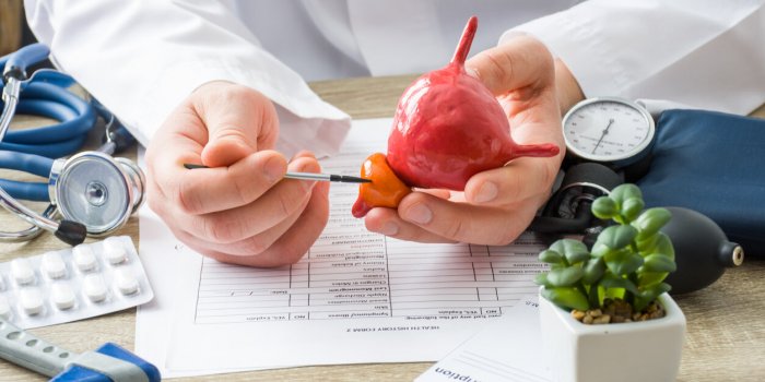 at doctors appointment physician shows to patient shape of prostate gland with focus on hand with organ scene explaining ...