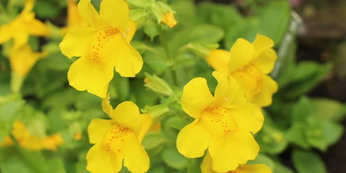 Insomnie : 5 fleurs de Bach qui aident Ã  mieux dormir