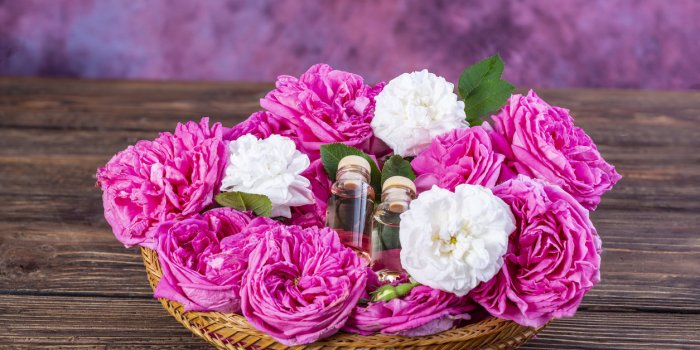 Alzheimer : 10 huiles essentielles qui vous protègent