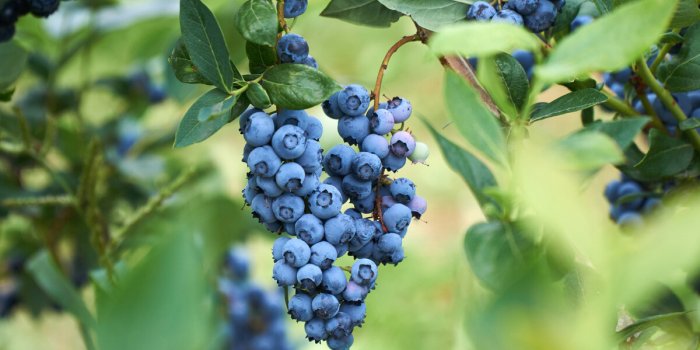 7 superaliments qui ralentissent le vieillissement aprÃ¨s 40 ans