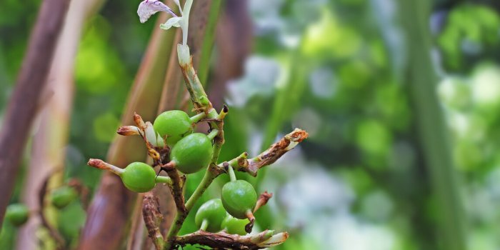 Cardamome : lâaliment brûle-graisse ultime ?