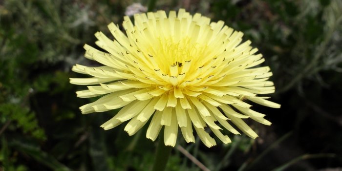 RÃ©tention dâeau : 7 plantes drainantes pour lâÃ©viter cet Ã©tÃ©