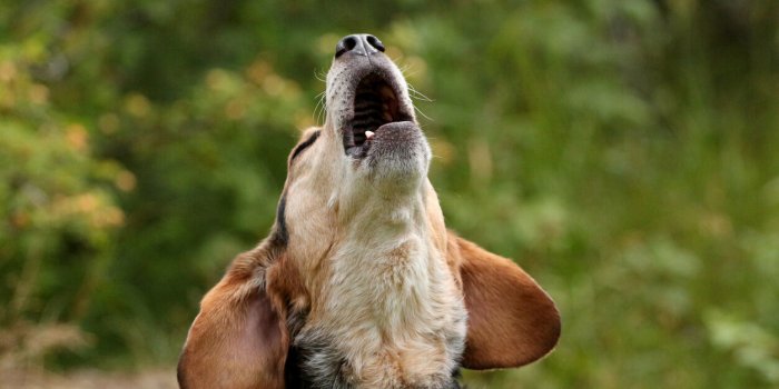 7 maniÃ¨res dont votre chien peut vous sauver la vie