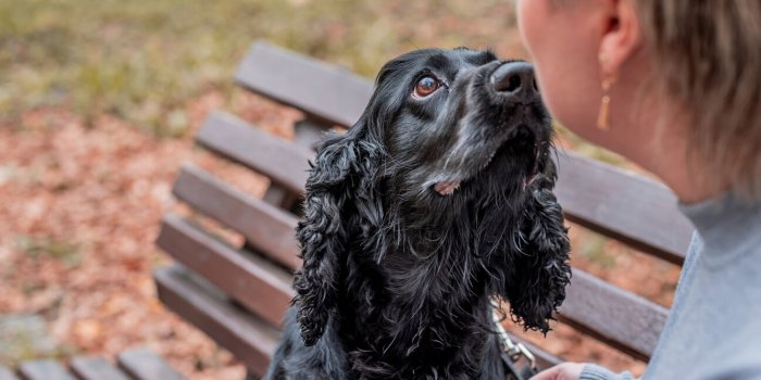 7 maniÃ¨res dont votre chien peut vous sauver la vie