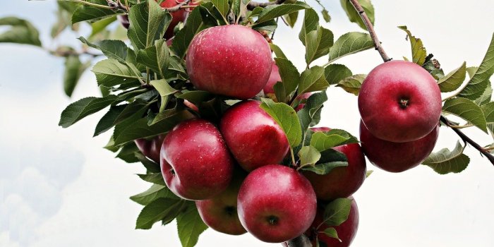 8 fruits brûle-graisse