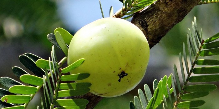 8 fruits brûle-graisse
