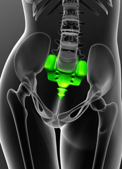 Le coccyx 