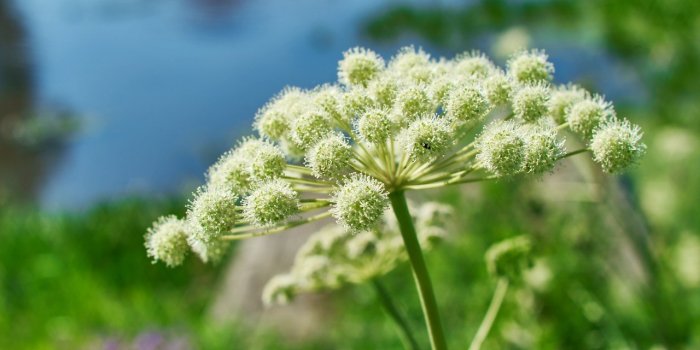 Gastro-entérite : 15 plantes qui soulagent