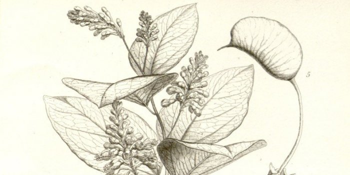 Burn-out : 8 plantes pour sâen sortir