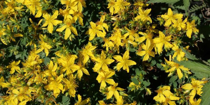Burn-out : 8 plantes pour sâen sortir