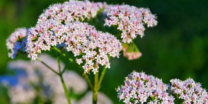Burn-out : 8 plantes pour sâen sortir