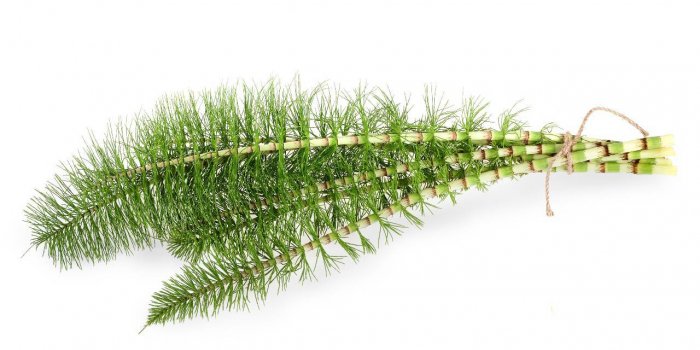 Burn-out : 8 plantes pour sâen sortir