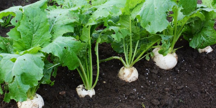 7 légumes dont le calcium est le mieux absorbé