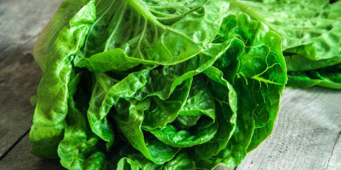 La laitue romaine : un bol d"eau près de la fenêtre