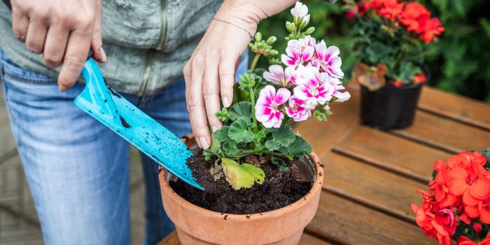 Bien dormir : 6 plantes Ã  mettre dans la chambre Ã  coucher