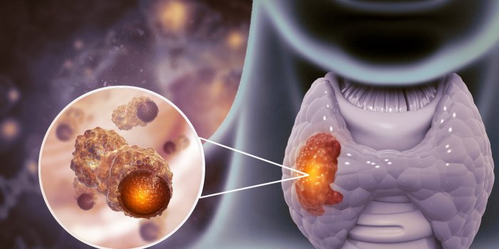 ThyroÃ¯de : 7 (bonnes) raisons de la surveiller aprÃ¨s 60 ansÂ 