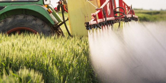 Pesticides : quels sont les 10 fruits et légumes les moins pollués ?
