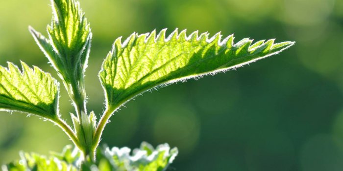 Mal de dos : 7 plantes qui soulagent