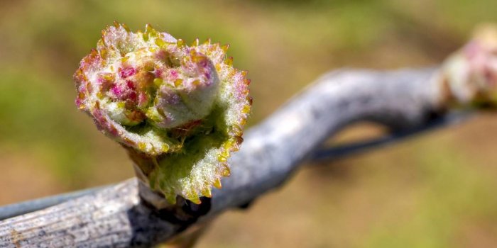 Mal de dos : 7 plantes qui soulagent