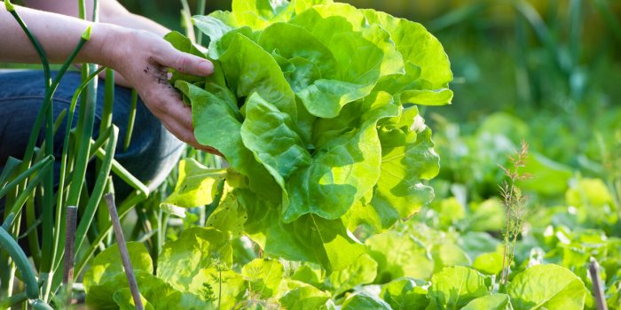 7 lÃ©gumes d'hiver Ã  bien laver pour limiter les pesticides