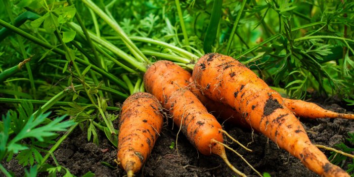 7 lÃ©gumes d'hiver Ã  bien laver pour limiter les pesticides