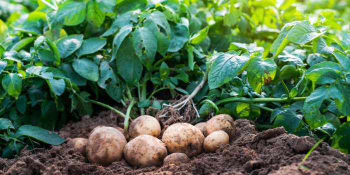 7 lÃ©gumes d'hiver Ã  bien laver pour limiter les pesticides