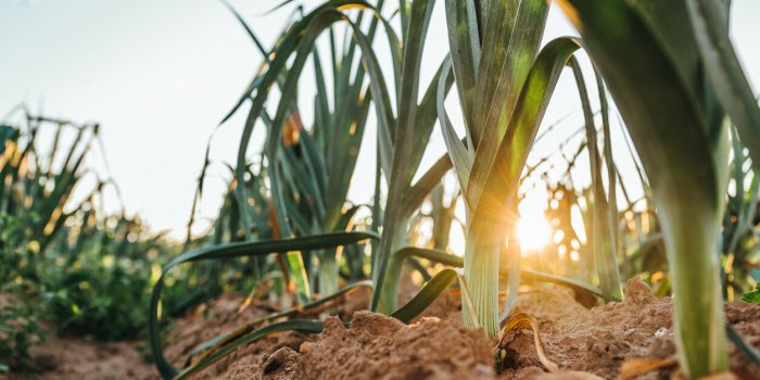 7 lÃ©gumes d'hiver Ã  bien laver pour limiter les pesticides