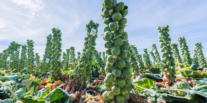 7 lÃ©gumes d'hiver Ã  bien laver pour limiter les pesticides