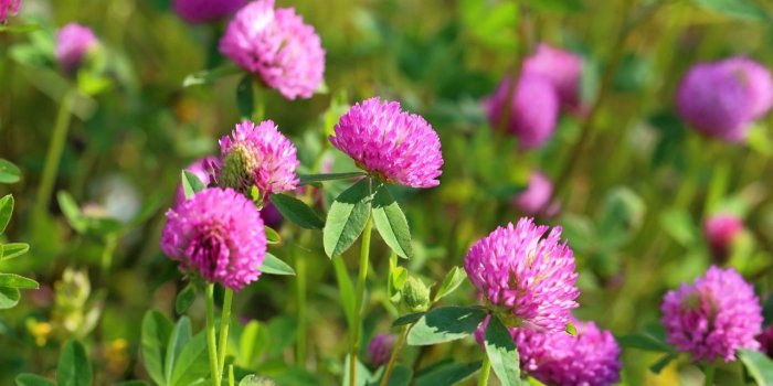 Ménopause : les 5 plantes qui peuvent vous aider à mieux la vivre