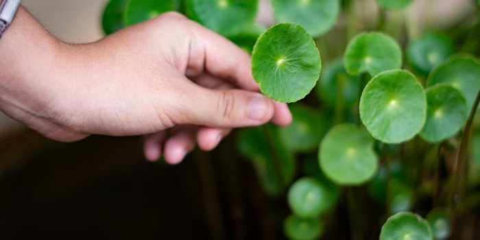 Vieillissement : 10 plantes anti-âge
