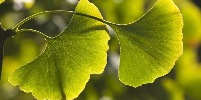 Vieillissement : 10 plantes anti-âge