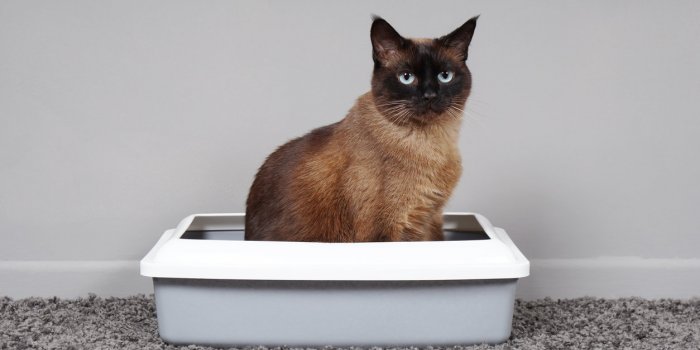 Litière pour chat : 4 dangers insoupçonnés