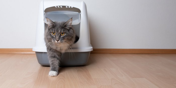Litière pour chat : 4 dangers insoupçonnés