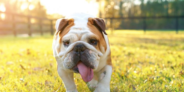 Canicule : 5 signes dâun coup de chaleur chez le chien