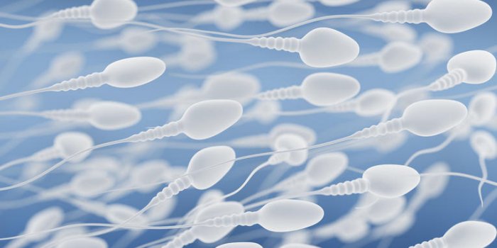 9 choses que vous ne savez pas sur la prostate