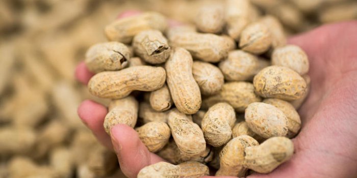 Certaines lÃ©gumineuses peuvent dÃ©clencher des allergies au soja et Ã  l'arachide